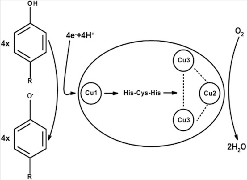 File:Schematic-diagram-of-laccase-catalytic-cycle-adapted-from-Baldrian-10-The-laccase.png