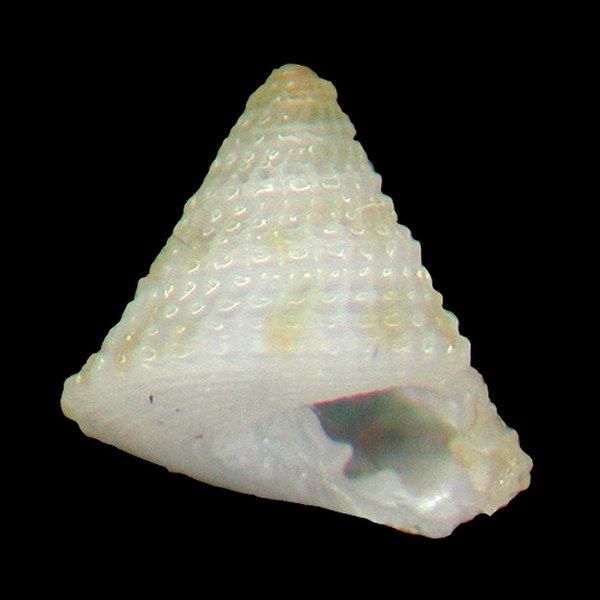 File:Seashell Visayaseguenzia maestratii.jpg