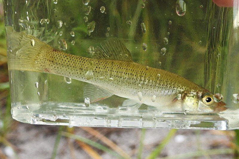 File:Seminole Killifish JG.jpg