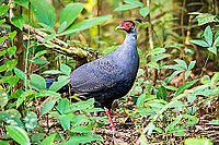 Siamese fireback