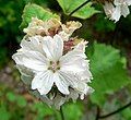 Sidalcea malachroides