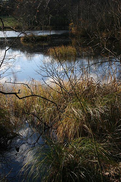 File:Skjernåens udspring.jpg