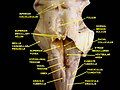 Fourth ventricle. Posterior view. Deep dissection.