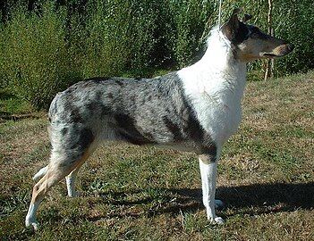 The blue merle