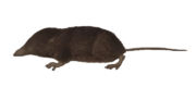 Brown shrew