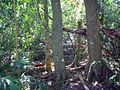 Subtropical rainforest at Yatteyattah Nature Reserve (the buttressed dark tree on right is an Australian red cedar)