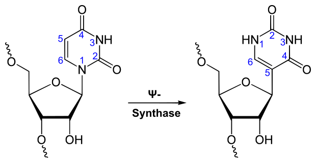 File:Synthesis of Pseudouridine.svg