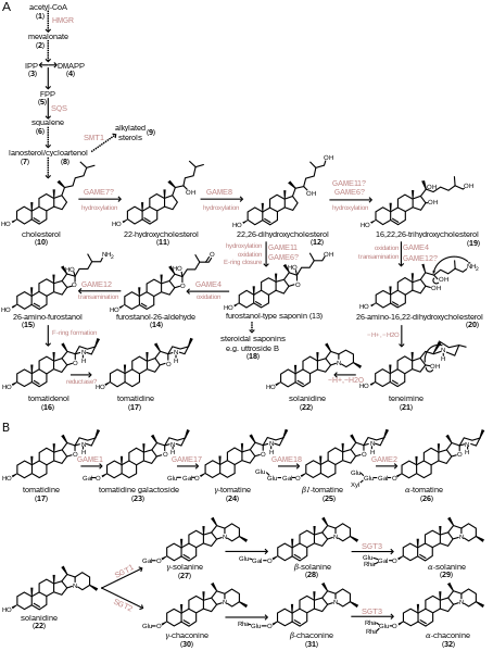 File:Synthesistomatine.svg