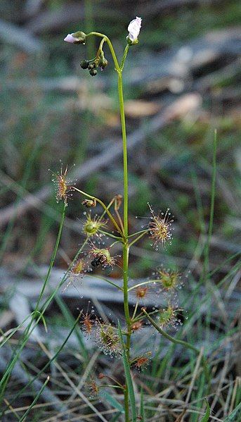 File:Tall Sundew.jpg