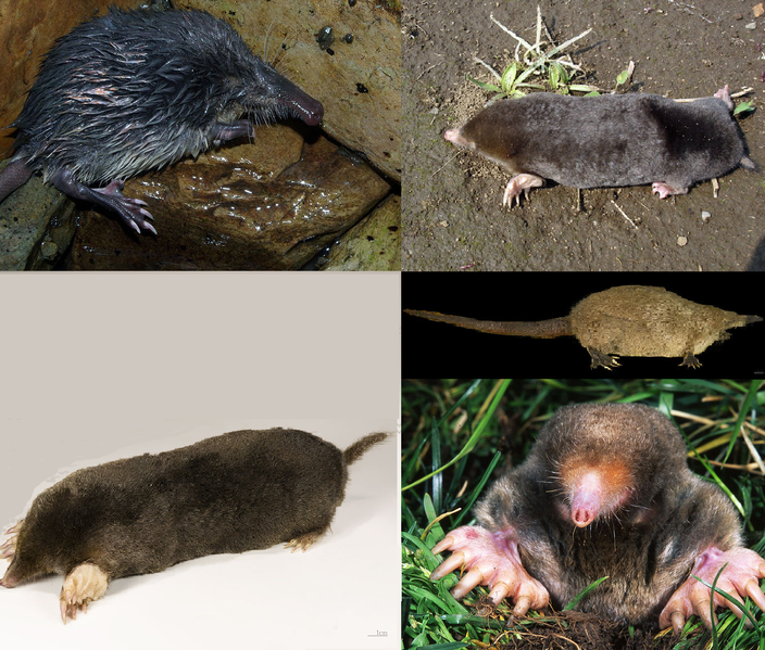 File:Talpidae family pictures.png