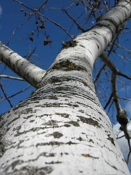 File:Trembling aspen (275499901).jpg