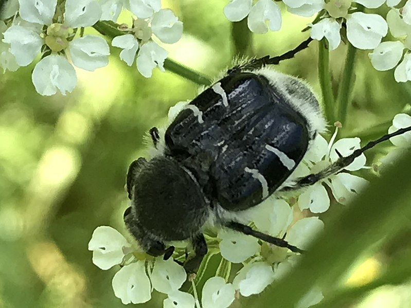 File:Trichiotinus texanus.jpg