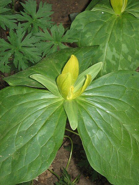 File:Trillium luteum01.jpg