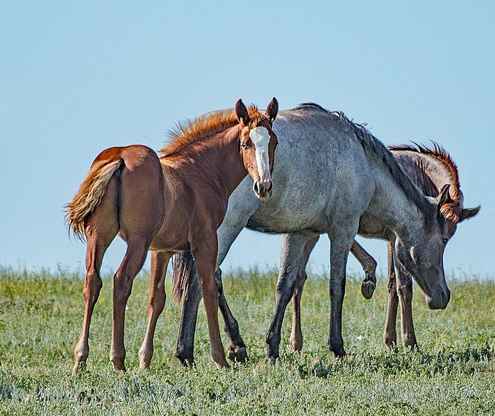 File:Wild Pony (45881495534).jpg