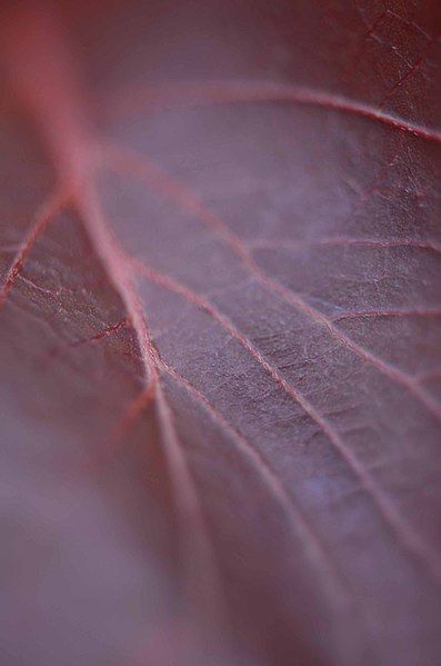 File:Wine colour leaf.jpg