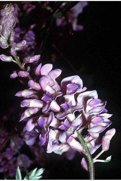 File:Wisteria frutescens.jpg