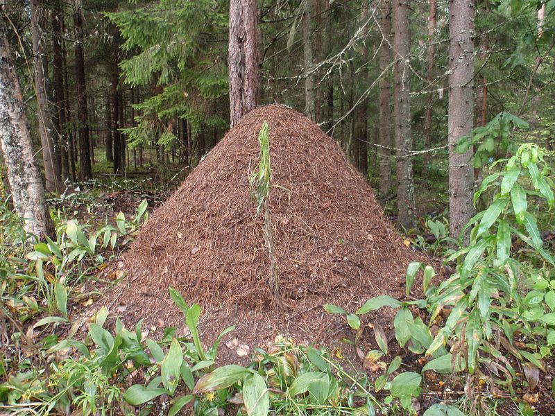 File:Wood ant mound.jpg