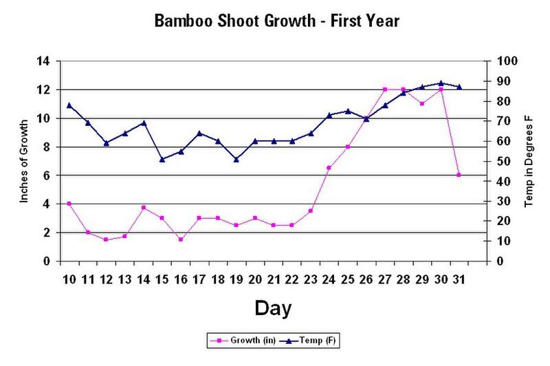 File:Yellogroove shootgrowth year1.jpg