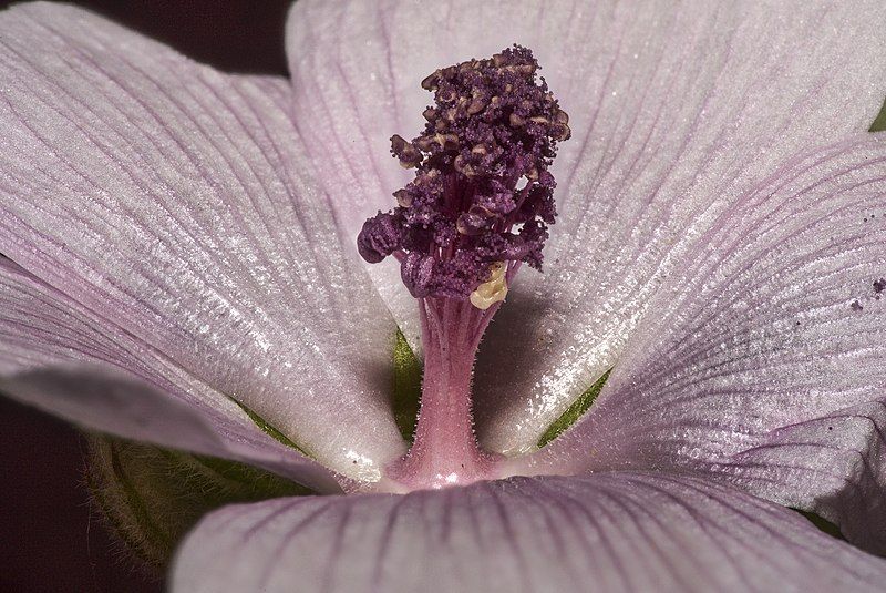 File:Althaea.officinalis.11.jpg