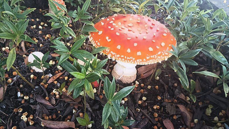 File:Amanita muscaria-Portland.jpg