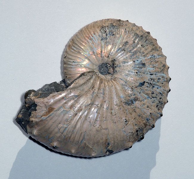 File:Ammonite Jeletzkytes.jpg