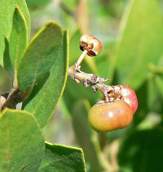 File:Arctostaphylos manzanita 3.jpg