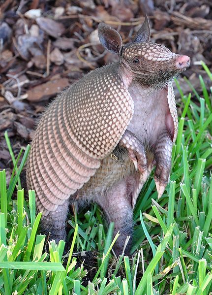 File:Armadillo-Florida-crop-2009.jpg