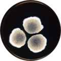 Aspergillus botswanensis growing on MEAOX plate