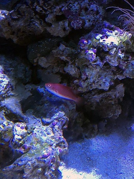 File:BTfairywrasse1.jpg