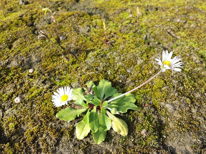 File:Bellis perennis sl1.jpg