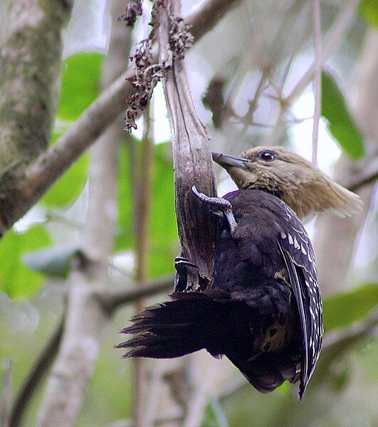 File:Blond-crested Woodpecker.jpg