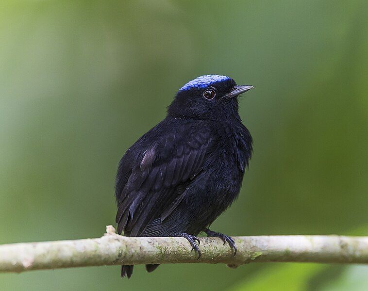 File:Blue-crowned manakin male.jpg