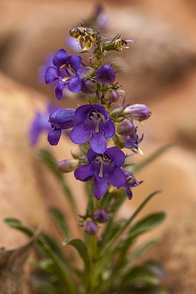 File:Bluestem Penstemon (9472105957).jpg