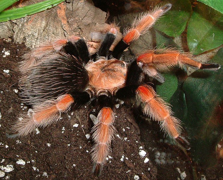 File:Brachypelma boehmei1.jpg