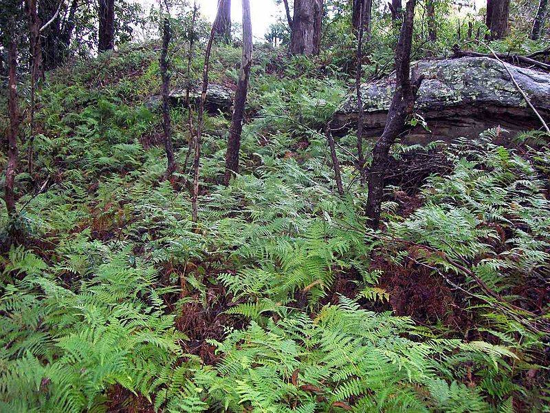 File:Bracken & sandstone.jpg