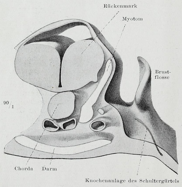 File:Braus 1921 15.png