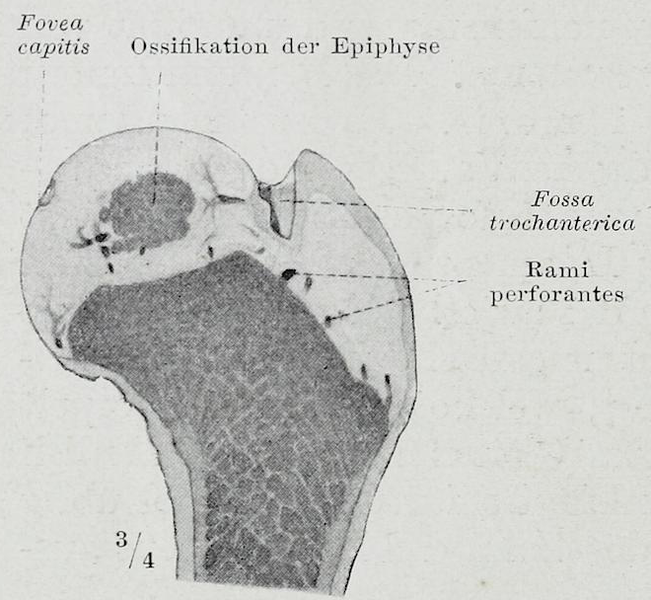 File:Braus 1921 259.png