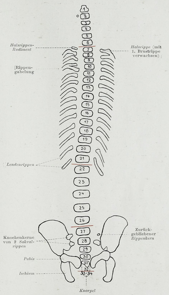 File:Braus 1921 76.png