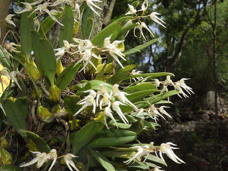 File:Bulbophyllum acutiflorum-4-bsi-yercaud-salem-India.jpg