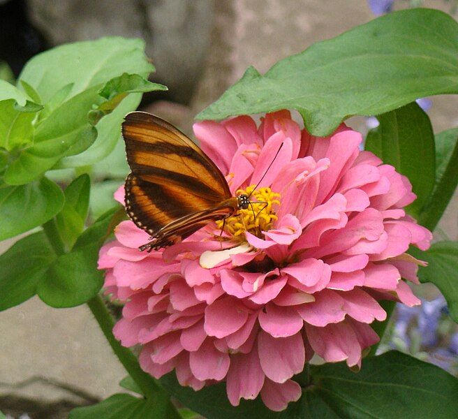 File:Butterfly House 9.JPG