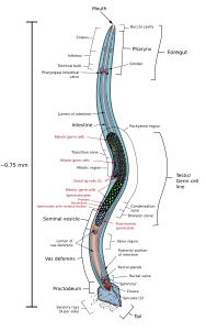 Anatomical diagram of the male Caenorhabditis elegans, by KDS444