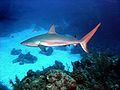 Image 32A Caribbean reef shark cruises a coral reef in the Bahamas. (from Coral reef fish)