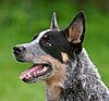 A blue Australian Cattle Dog with black mask