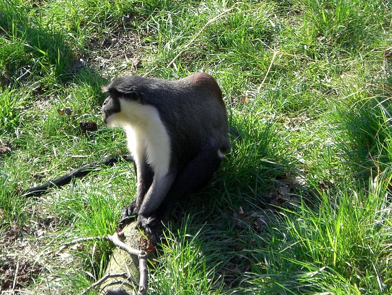 File:Cercopithecus diana profile.jpg