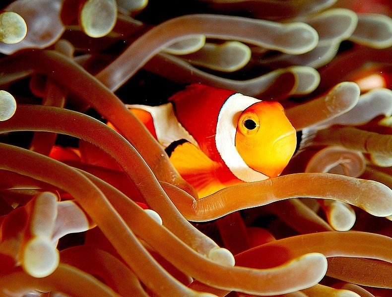 File:Clownfish (Amphiprion ocellaris).jpg