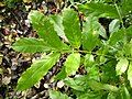 Davidsonia johnsonii leaf, smooth Davidson's plum. Cultivated tree Northern NSW, Australia.