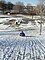 Tobboggan, Christie Pits