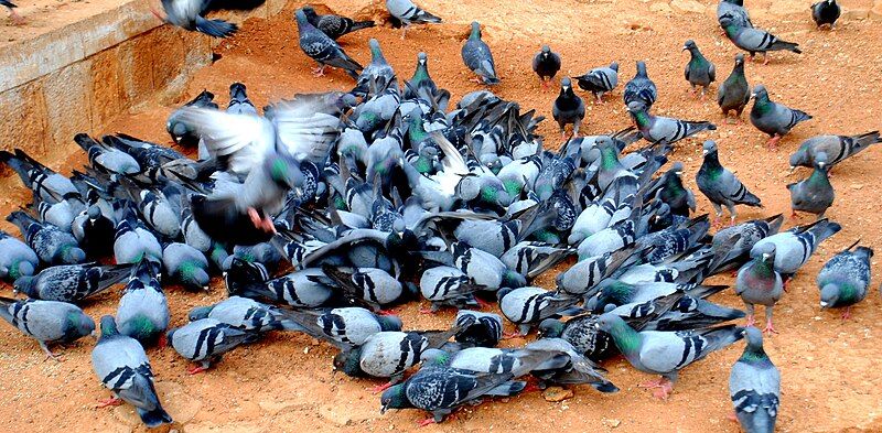 File:Doves fighting.JPG