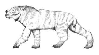 Ennedi tiger