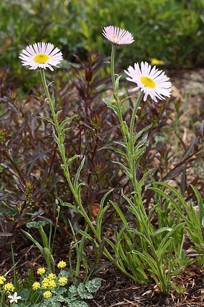 File:Erigeron peregrinus 5873.JPG